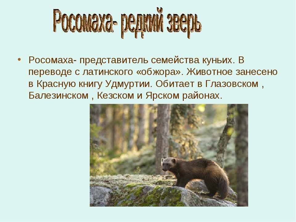 Росомаха в красной книге. Животные красной книги Ленинградской области Росомаха. Росомаха красная книга Ленинградской области описание. Животные красной книги Удмуртии. Росомаха занесена в красную книгу или нет.