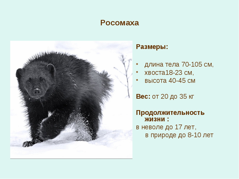 Максимальная скорость бурого медведя км ч. Росомаха сколько весит животное. Росомаха зверь размер вес. Росомаха животное рост в холке. Росомаха вес и рост животного.