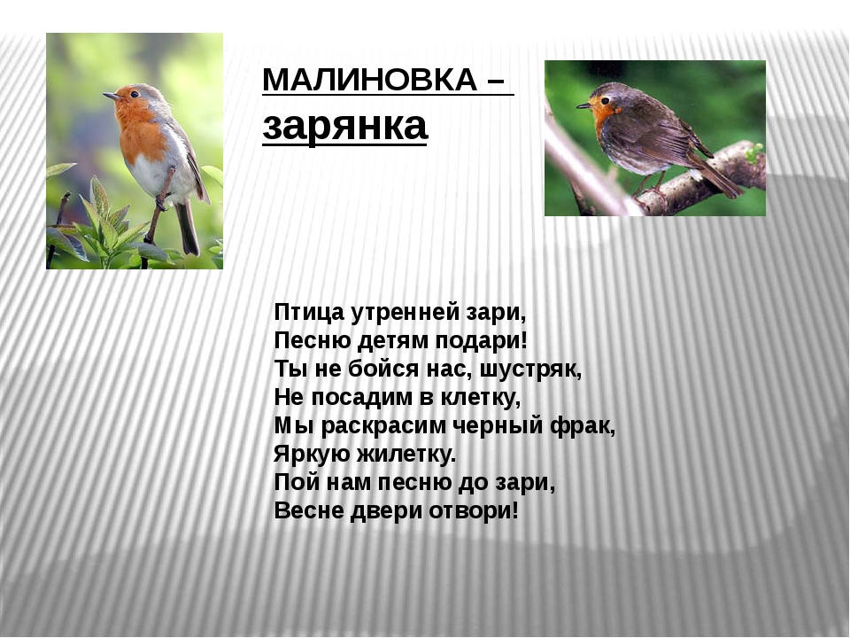 Малиновка слова. Утренняя Заря с птицами. Доклад про птиц. Сочинение про птицу Зарянка. Презентация о пернатых.