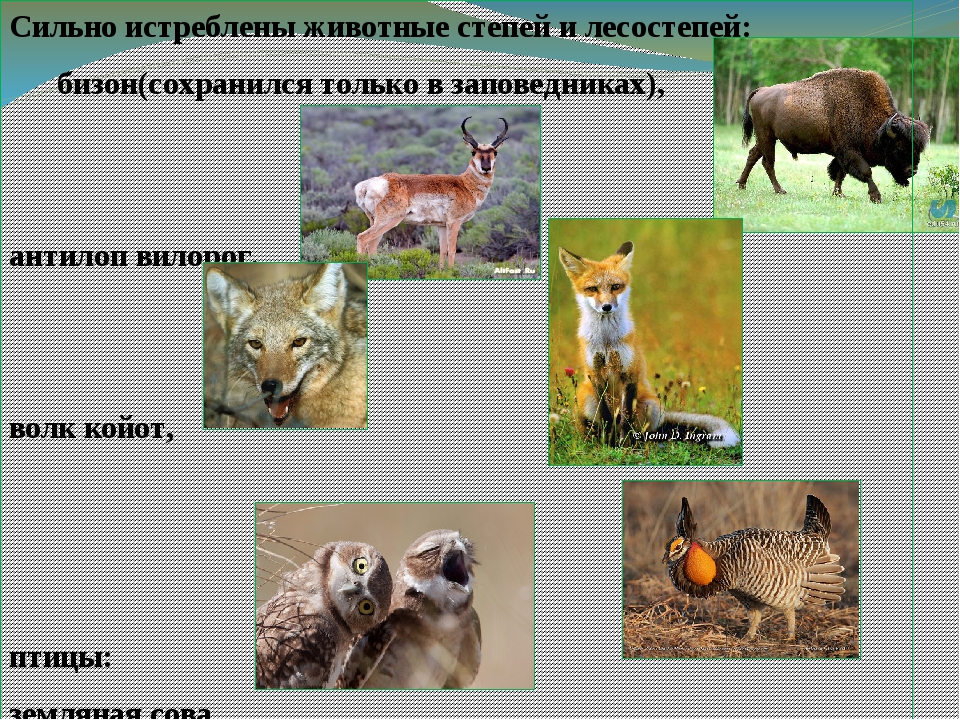 Кто живет в степи животные. Животный мир лесостепи и степи в России. Лесостепи Евразии. Растительность и животный мир лесостепи и степи. Животные степьи и Сесо степь.