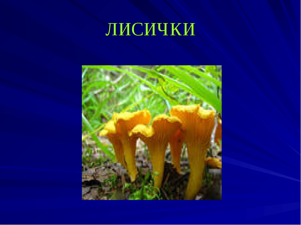 Лисички 3 класс. Грибы лисички. Лисичка для презентации. Три лисички грибы. Проект про гриб Лисичка.