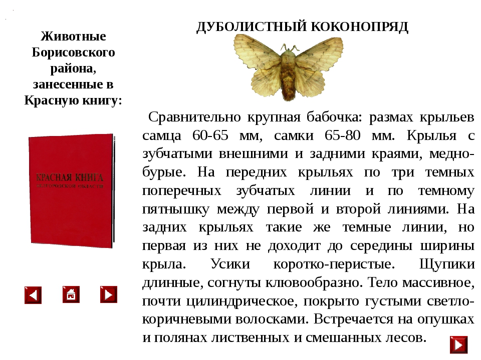 Красная книга какая она. Красная книга читать. Бабочки красной книги. Бабочки из красной книги. Красная книга описание.