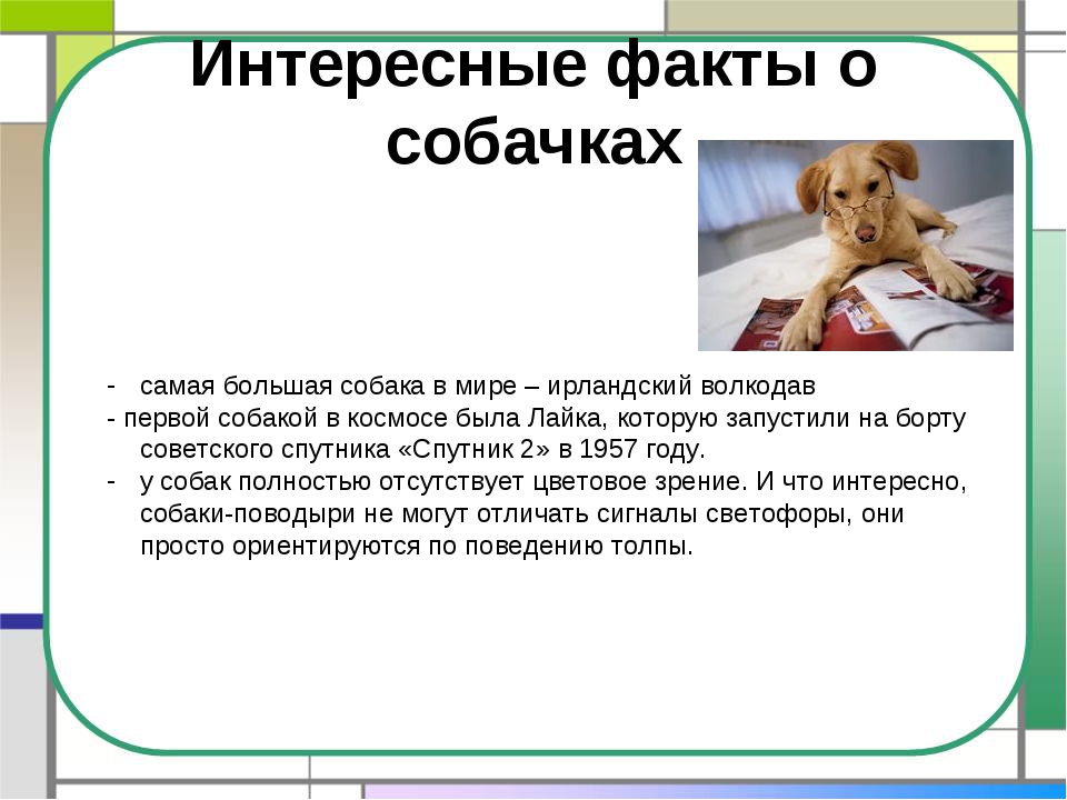 Про собаку 2 класс. Интересные факты о кошках и собаках. Самый интересный факт о кошках и собаках. Самые интересные факты о собаках для детей. Собаке интересно.