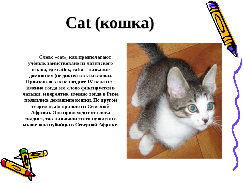 Описание кошки сочинение 5. Написать про кошку. Рассказ о котах. Текст описание про кошку. Сообщение о домашних животных кошка.