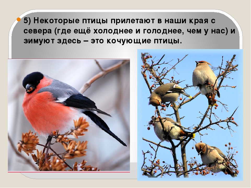 Птицы прилетающие весной в москву фото