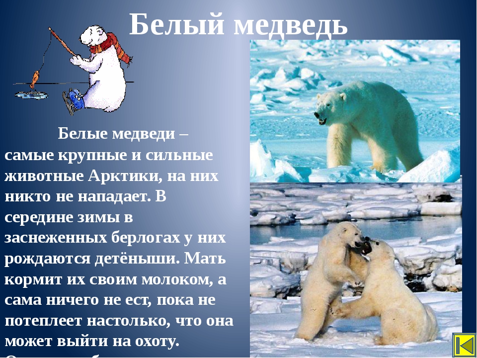 Животное арктических пустынь сообщение 4 класс. Белый медведь в Арктике сообщение. Описание белого медведя в Арктике. Сообщение на тему белый медведь. Сообщение по окружающему миру про белого медведя.