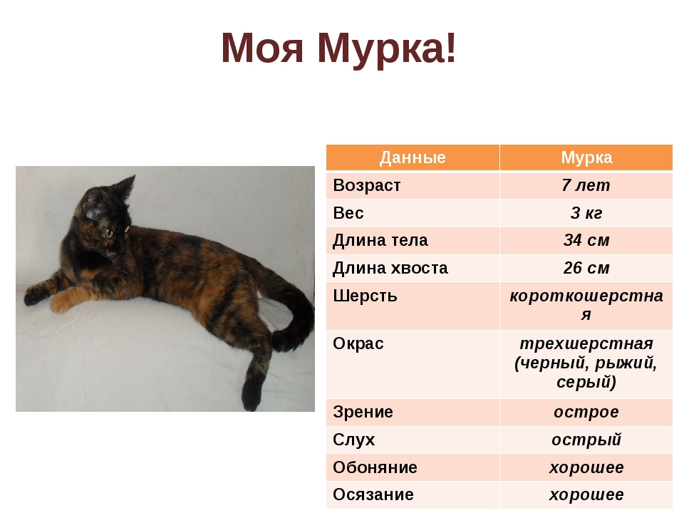 Вес рост кошки. Длина кошачьего хвоста. Размер кошки. Длина конечностей кошки. Размер кошки домашней.