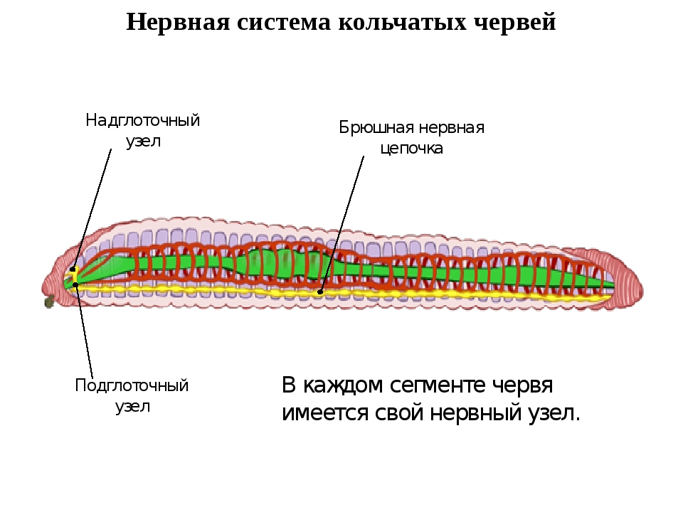 Крокодил спинной мозг дождевой червь. Нервная система кольчатых червей схема. Нервная система кольчатых червей. Строение нервной системы кольчатых червей. Нервная система кольчатого червя.