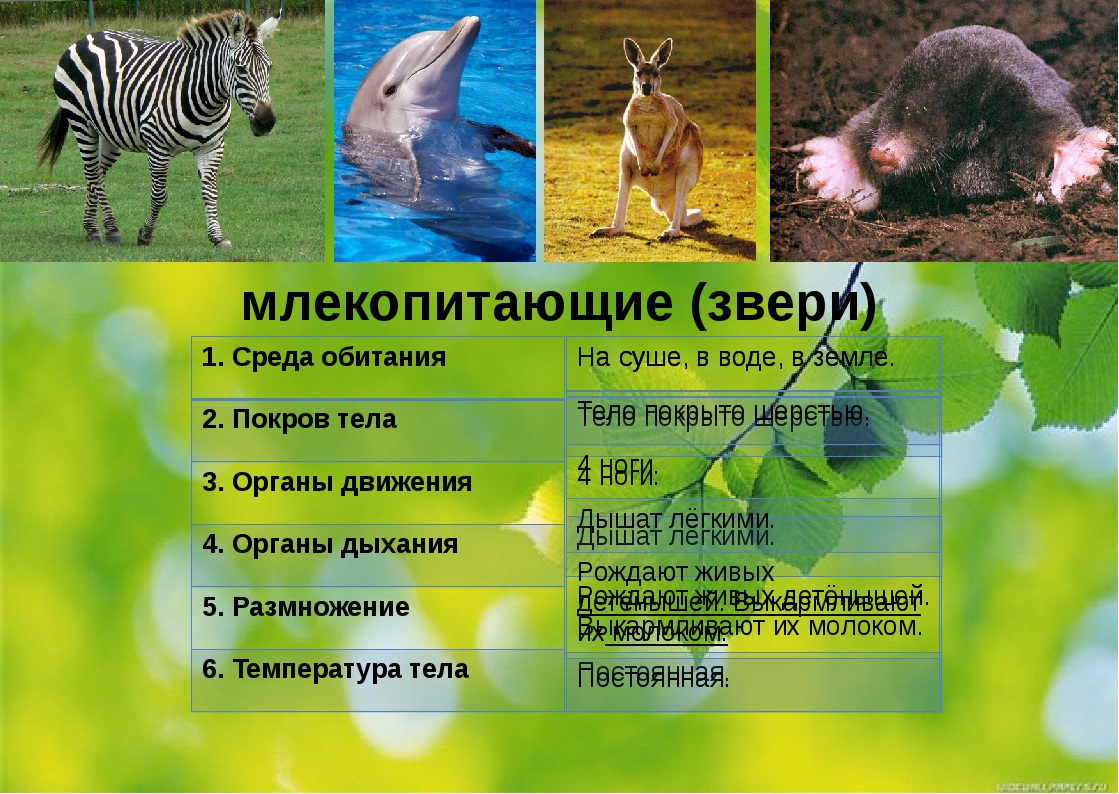 Три примера животных млекопитающих. Среда обитания млекопитающих. Млекопитающие звери. Млекопитающие многообразие зверей. Животные по средам обитания.