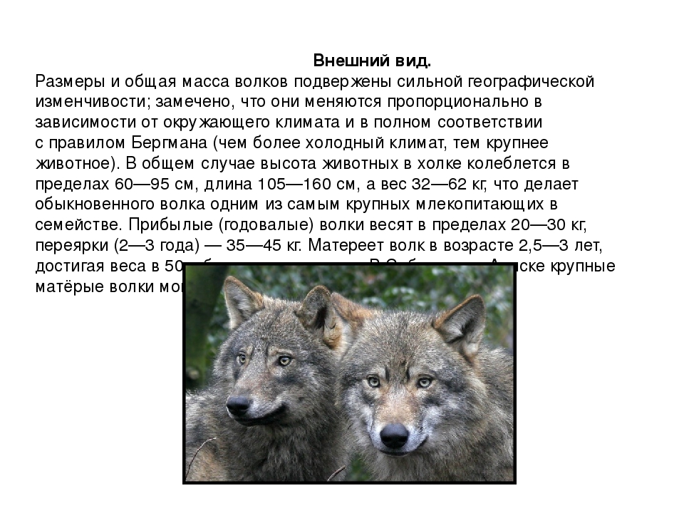 Классификация волка. Особенности внешнего вида волка. Возраст волка.