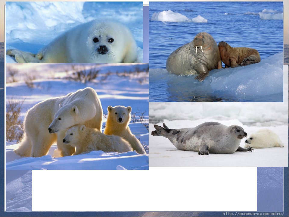 Как приспособились к жизни медведи. Животный мир в арктических и антарктических пустынях. Фауна арктической пустыни в России. Приспособление животных в Арктике. Живые организмы Арктики.