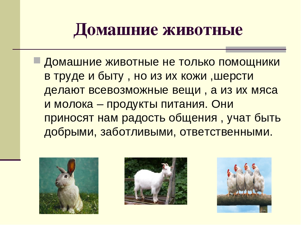 Сообщение о домашнем животном 2 класс. Доклад о домашних животных. Презентация домашние животные. Презентация на тему домашние животные. Доклад на тему домашних животных.