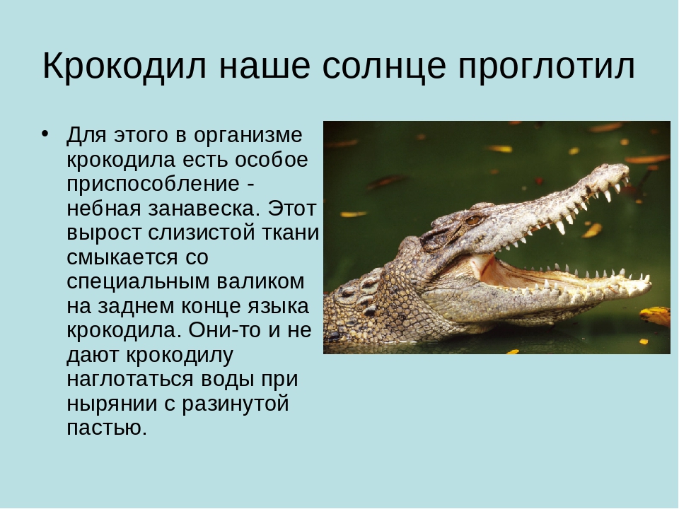 Крокодил слово проглотил. Крокодил солнце проглотил. Крокодил съел солнце. Крокодил и солнце. Крокодил пожирает солнце.