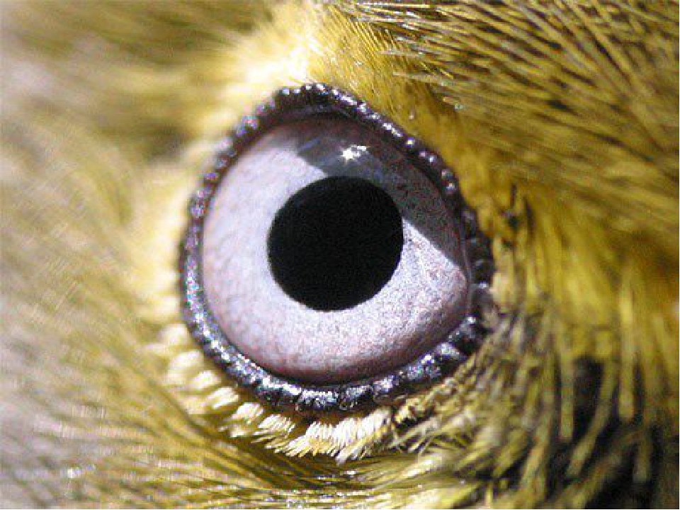 Структура глаза птицы. Глаз птицы. Строение глаза птицы. Радужная оболочка у птиц. Зрачки птиц.