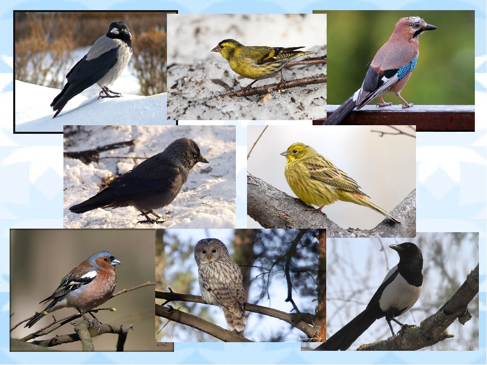 Зимующие птицы юга. Городские зимующие птицы. Зимующие птицы средней полосы. Зимующие птицы нашего края. Птицы которые зимуют в Краснодарском крае.
