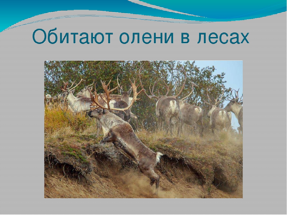 Олени водятся в лесу. Где обитают олени. Где обитают олени Южные?. Клички оленей. Где обитают олени западные?.