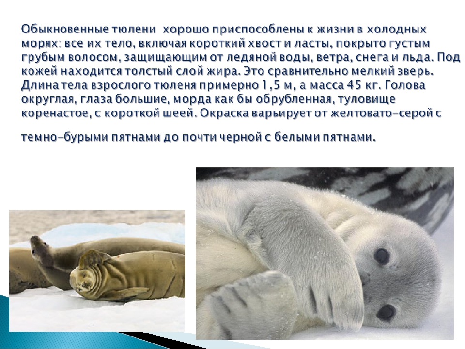 Сравните образ жизни тюленя и кита. Как животные приспосабливаются к холоду. Интересные факты о тюленях. Как приспособились животные к жизни в холодном. Животные хорошо приспособлены к холоду.