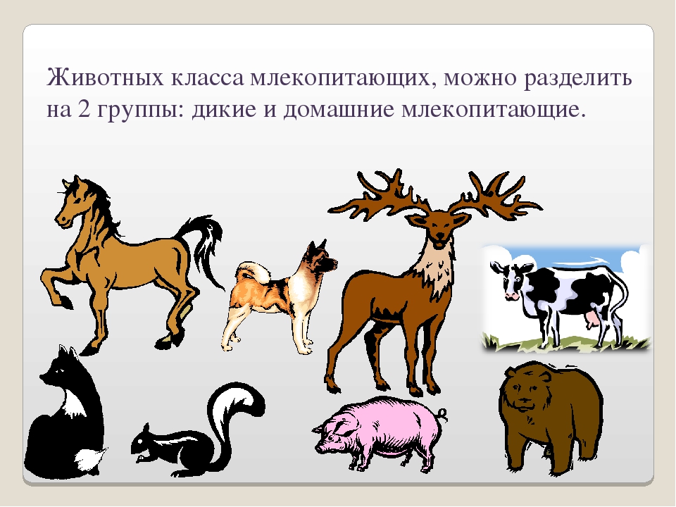 Млекопитающие отличаются от других позвоночных класс. Млекопитающие животные. Млекопитающие домашние животные. Млекопитающие звери. Млекопитающие Дикие и домашние.