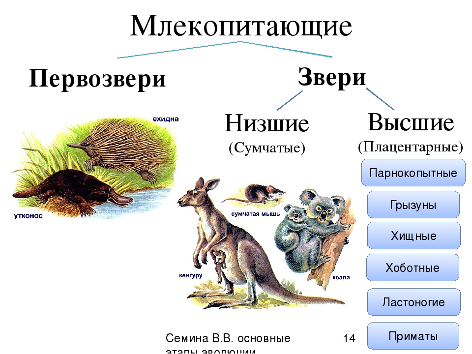 Класс настоящие звери. Классификация сумчатых животных. Отряды млекопитающих схема. Сумчатые классификация схема. Биология млекопитающие 7 класс отряд сумчатые.