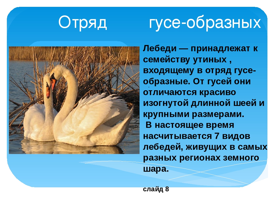 Описание лебедя. Доклад о лебеде. Энциклопедия про лебедей. Доклад о жизни лебедей. Доклад про лебедя.