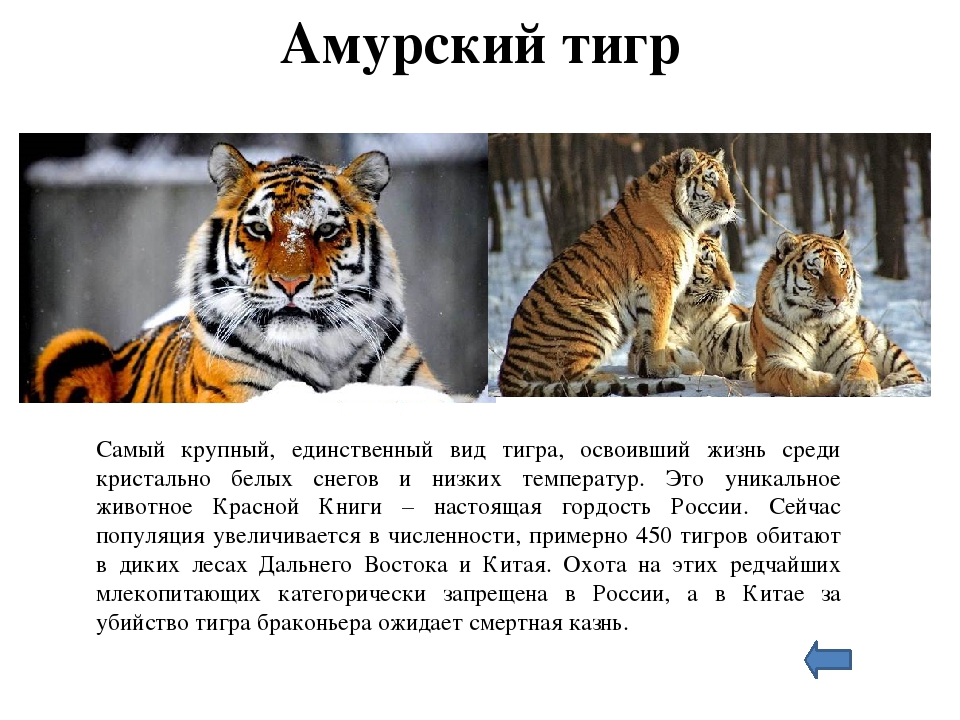 Про красную книга про тигра