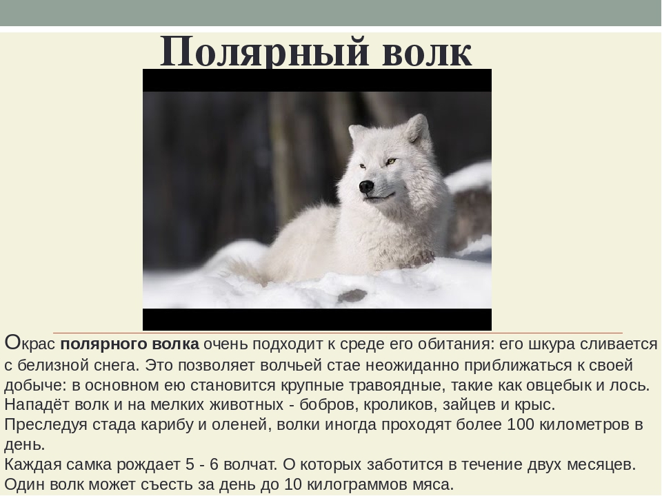 Волк фото описание. Полярный волк описание. Полярный волк доклад. Полярный волк информация. Белый волк описание.