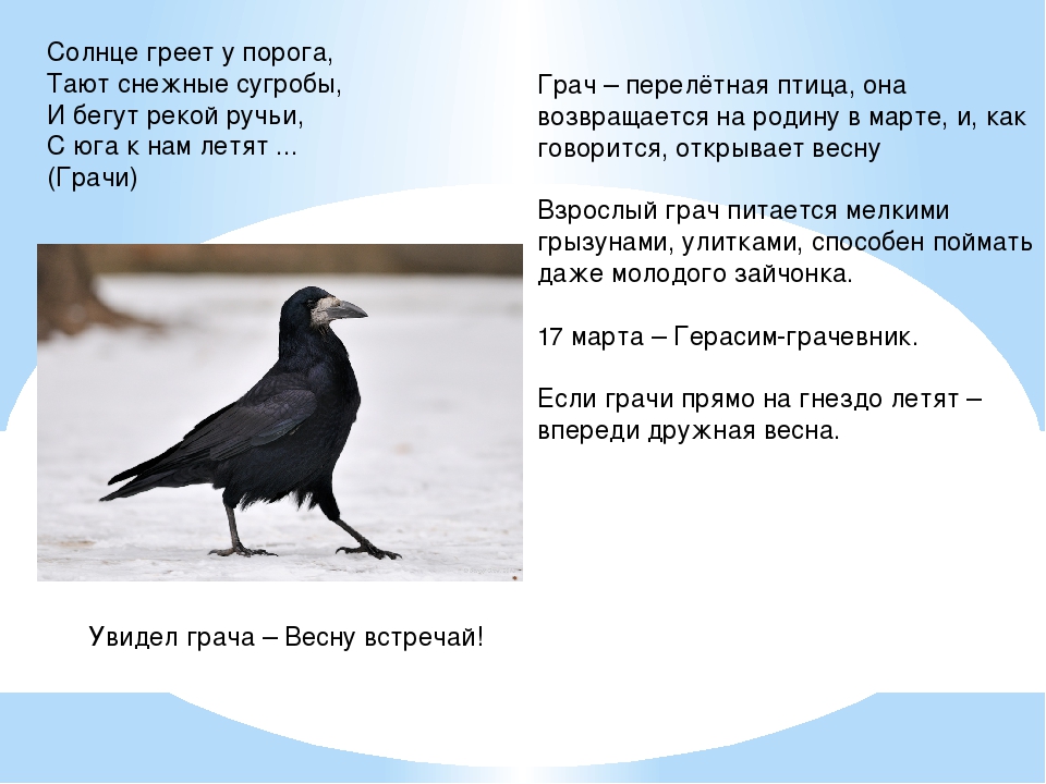 Грач возвращаться предложение. Грачи улетают на зиму. Грачи улетели. Грач зимой.