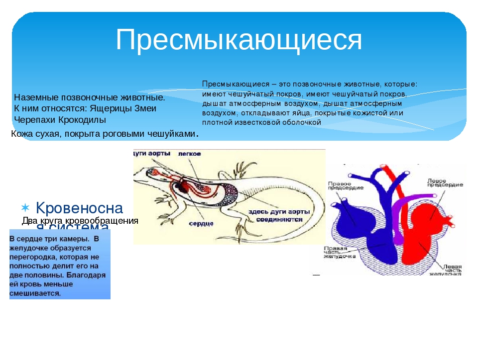 Сердце рептилий состоит. Система кровообращения пресмыкающихся. Кровеносная система система пресмыкающихся. Кровеносная система пресмыкающихс. Особенности кровеносной системы рептилий.
