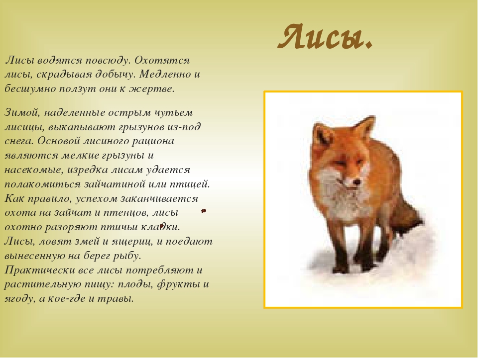Описание лисы 4 класс. Описание лисы. Очень кратко о лисе. Где обитает лисица. Где обитает лиса в России.