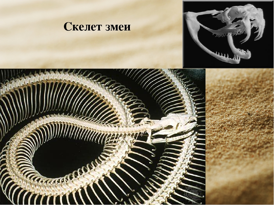 Змеи биология 7 класс. Скелет змеи. Строение змеи. Скелет змеи анатомия. Скелет змеи строение.
