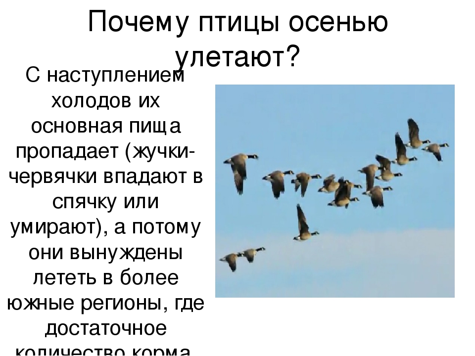 Осенью улетают на юг. Птицы улетающие в теплые края на зиму. Птицы улетают на Юг. Почему и куда улетают перелетные птицы. Почему птицы улетают на Юг.