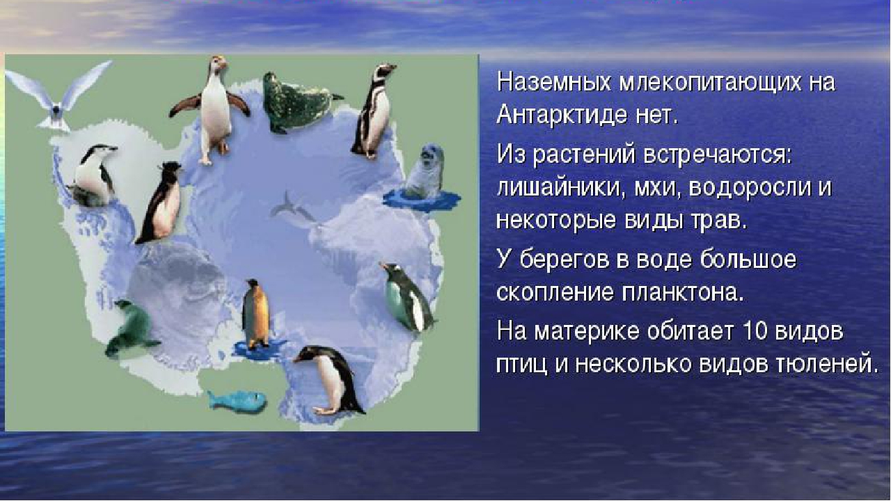 Сообщение о животных антарктиды. Животный мир Антарктиды 4 класс. Животными мир Антарктиды".. Животный мир Антарктиды презентация. Растительный и животный мир Антарктиды.