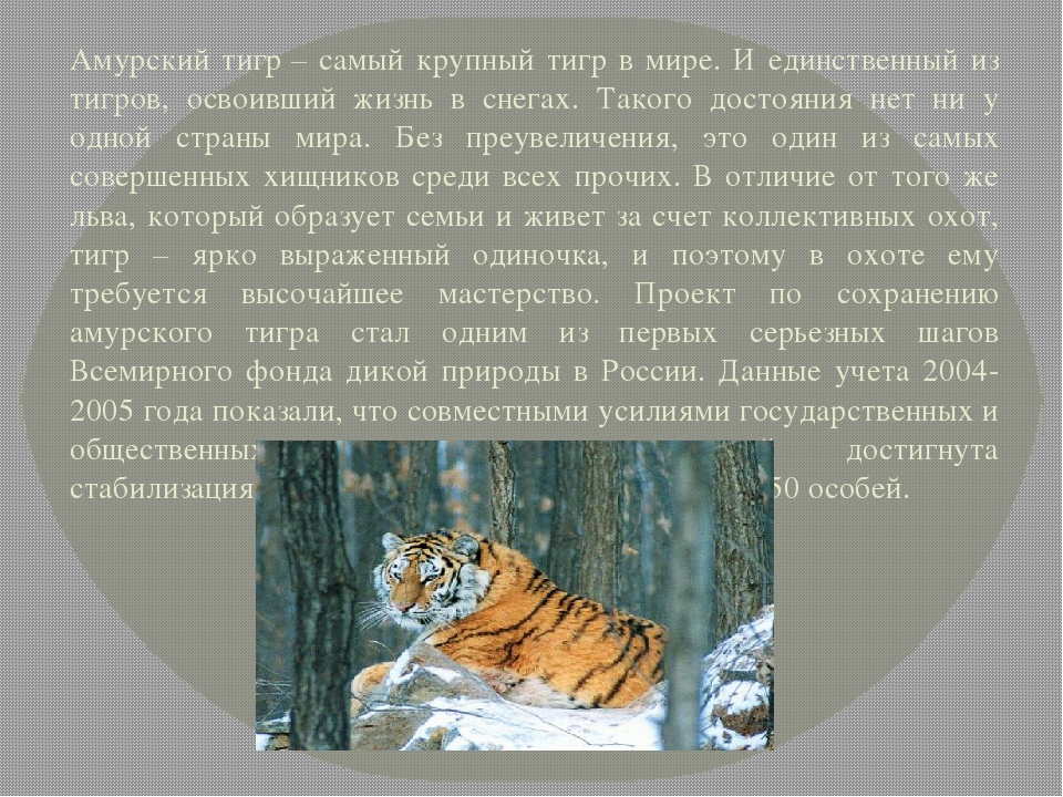 Про красного тигра. Красная книга про Амурского тигра. Рассказ о животном из красной книги Амурский тигр. Рассказ про Амурского тигра. Рассказ о Амурском Тигре.