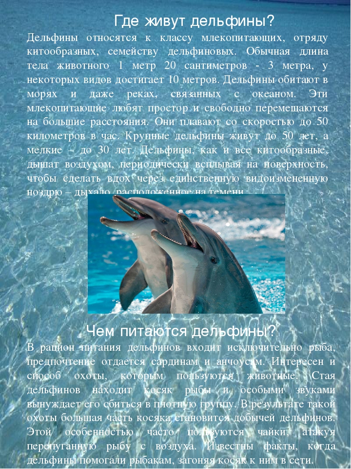 Дельфин относится к группе животных. Дельфин описание. Рассказ о дельфине. Сообщение о дельфине. Рассказ о дельфинах.