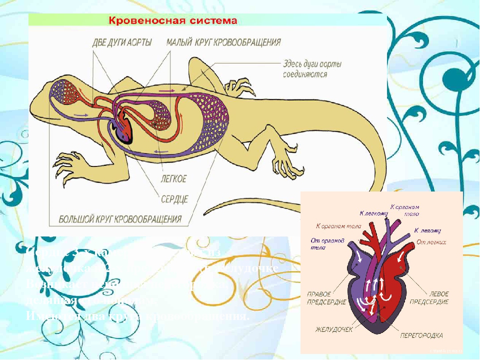 У пресмыкающихся трехкамерное сердце без перегородки. Хвостатые земноводные кровеносная система. Кровеносная система хвостатых амфибий. Кровеносная система хвостатых земноводных. Схема строения кровеносной системы ящерицы.