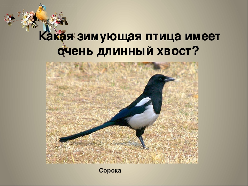 Какая птица имеет хвост. Птица с длинным хвостом. У какой птицы длинный хвост. Птица у которой самый длинный хвост. Сорока с длинным хвостом.