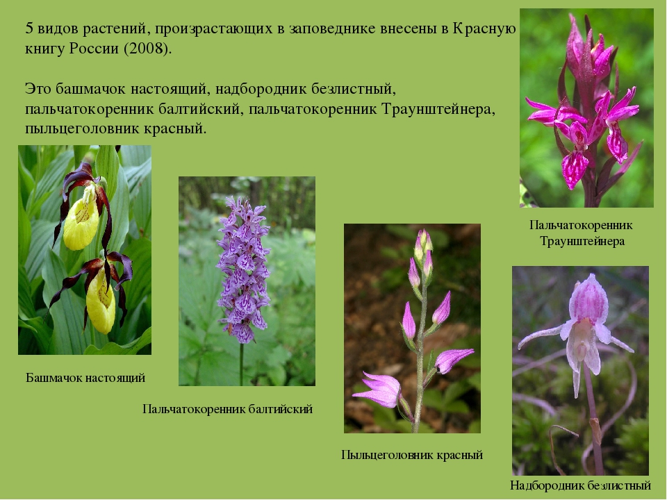 1 вид растения. Растение из заповедника. Охраняемые растения России. Виды растений занесенные в красную книгу. Какие виды растений занесены в красную книгу.