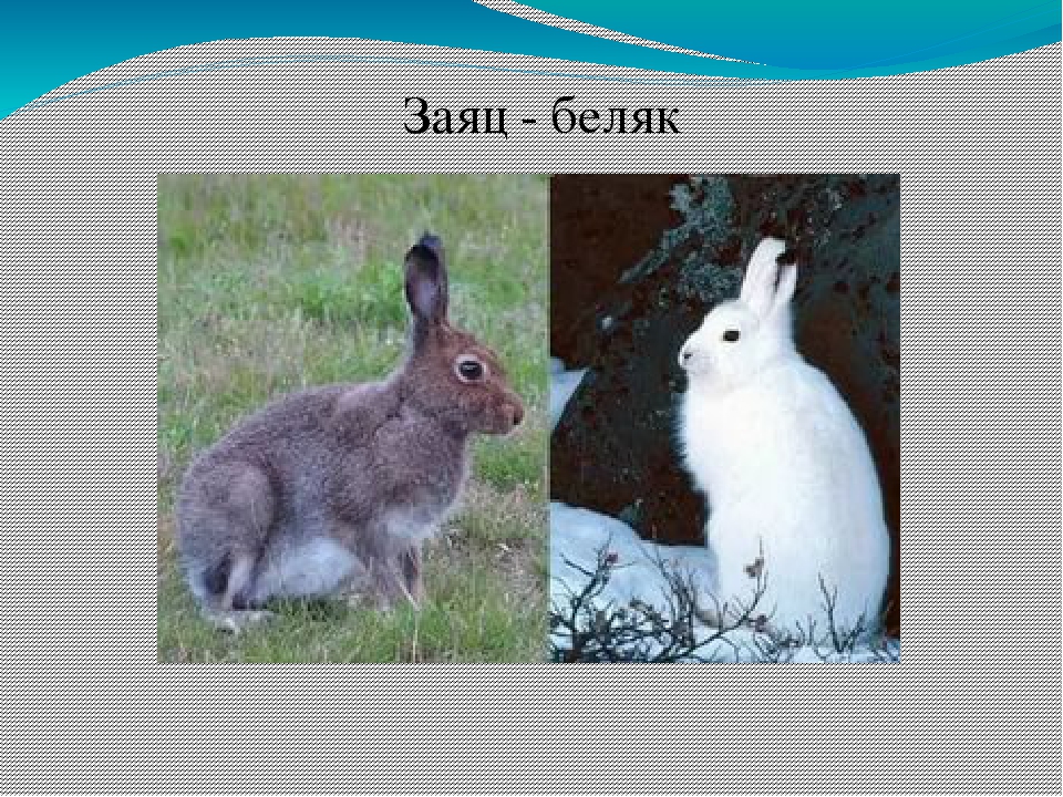 Линька зайца беляка. Окрас меха зайца беляка. Заяц Беляк зима и лето. Заяц зимой и летом.