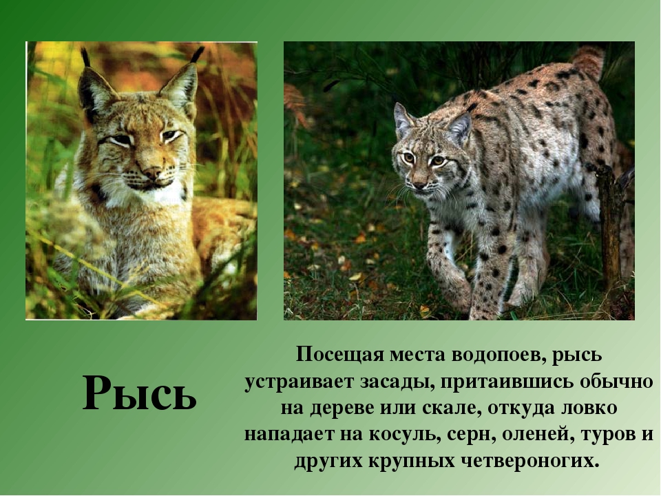 Где находится рысь. Животные субтропической зоны. Животные которые водятся в субтропиках. Животные субтропиков России. Какие животные водятся в субтр.