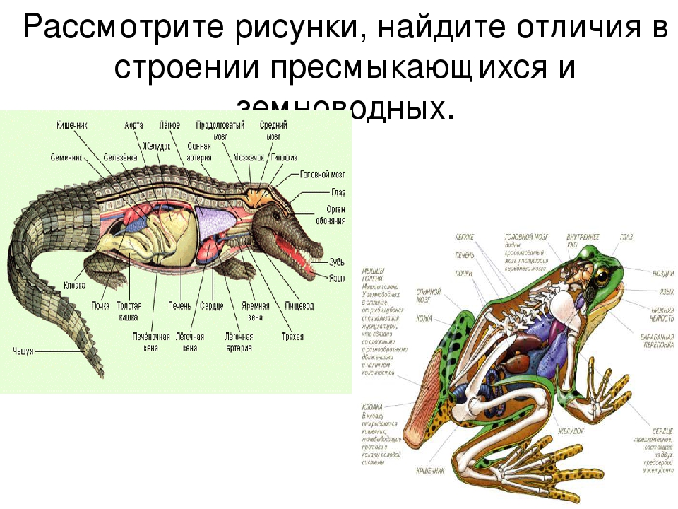 Признаками общими для рептилий и амфибий являются. Внешнее и внутреннее строение амфибий и рептилий. Система органов рептилий 7 класс. Класс пресмыкающиеся строение. Пресмыкающиеся внутреннее строение 7.