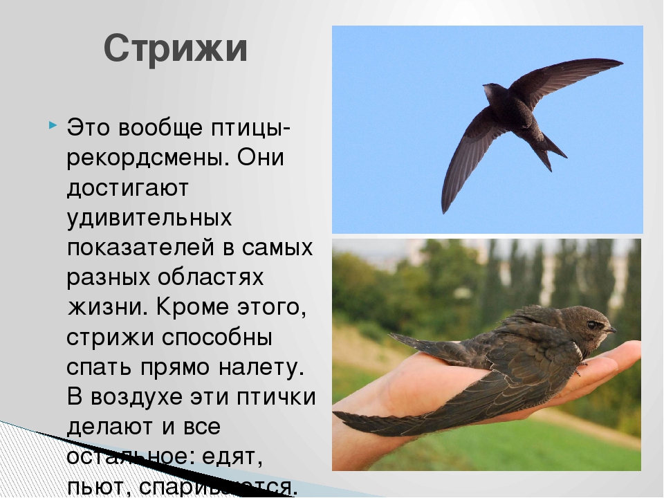 Стриж птица фото самка и самец фото и описание