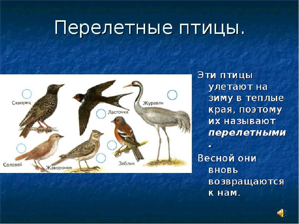 Скворцы улетают на зиму. Перелетные птицы. Птицы которые улетают в теплые. Птицы которые улетают в теплые края. Перелетные птицы в теплых краях.