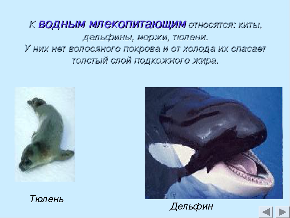 Дельфин относится к группе животных. Дельфины относятся к классу. Китообразные дельфины. Киты и дельфины относятся к:. К какой группе относятся дельфины.