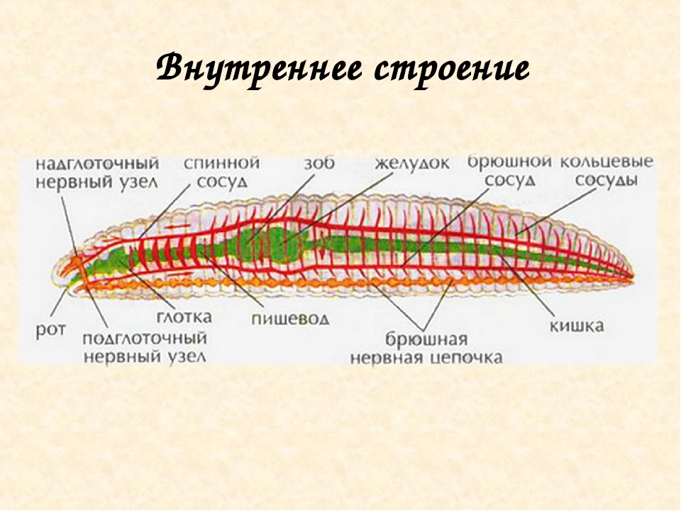 Строение червя схема