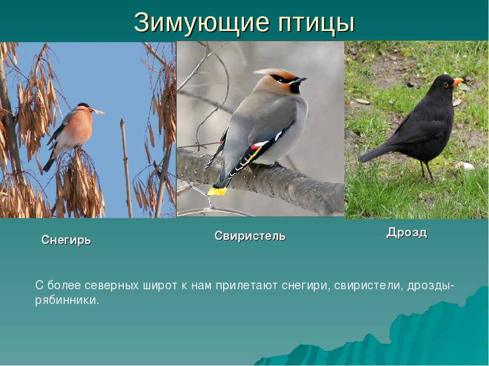 Какие птицы живут в татарстане фото и названия