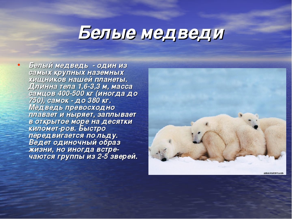 Как приспособились к жизни медведи. Доклад про белого медведя. Северный Ледовитый океан белый медведь. Информация о белом медведе. Животный мир холодных районов.