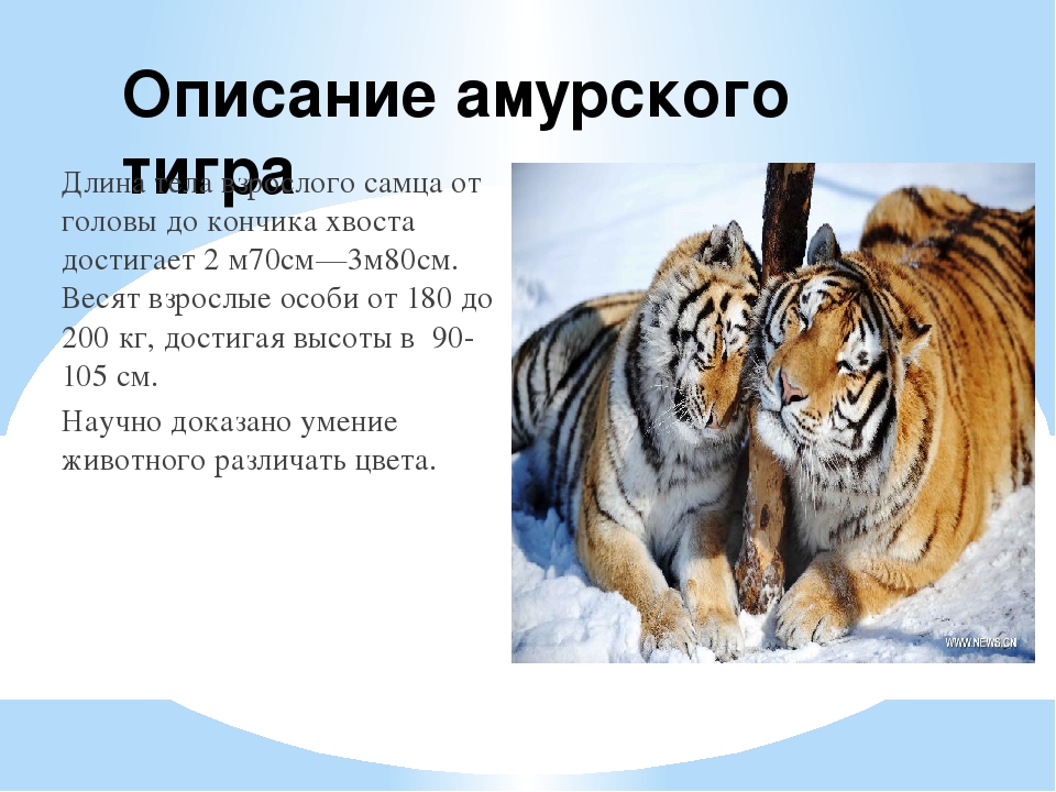 Тигр краткое описание. Амурский тигр красная книга краткое. Амурский тигр красная книга описание. Описание Амурского тигра. Краткое описание Амурского тигра.