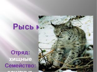  Рысь кавказская Отряд: хищные Семейство: кошачьи. 