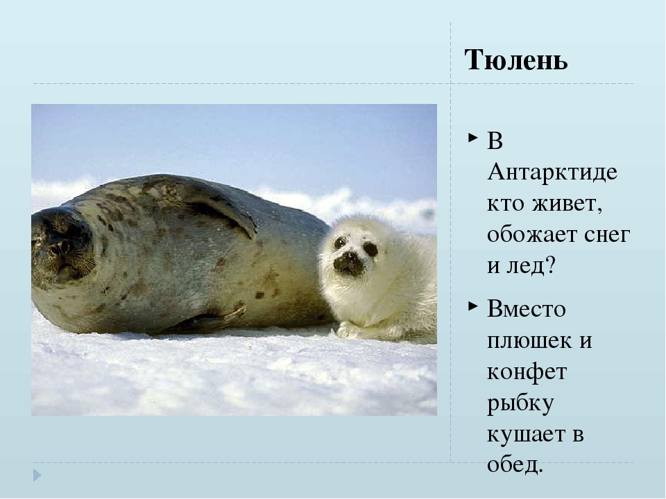 Сообщение о животных антарктиды. Тюлени Антарктиды. Кто живет в Антарктиде. Кто обитает в Антарктиде. Тюлени из Антарктиды.