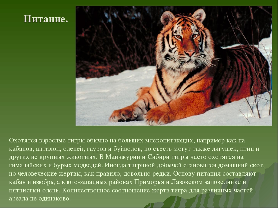 Амурский тигр сообщение 4 класс. Уссурийский тигр красная книга. Про Уссурийского тигра красная книга. Уссурийский тигр красная книга краткое. Рассказ про Уссурийского тигра.